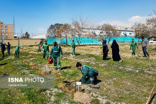 کاشت 560 هزار اصله درخت در شهر تهران، 530 نقطه با گل فرش می شود