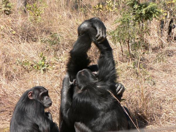 شامپانزه ها هم اینفلوئنسر دارند!