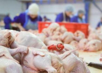 گوشت مرغ چگونه گران شد؟ ، شرایط فراوری گوشت مرغ در مرغداری ها
