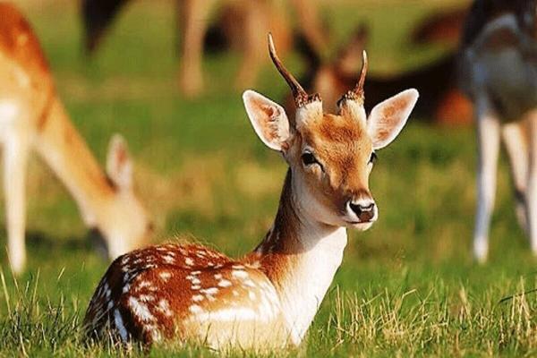صحنه عجیب خورده شدن مار توسط آهو صحنه عجیب خورده شدن مار به وسیله آهو